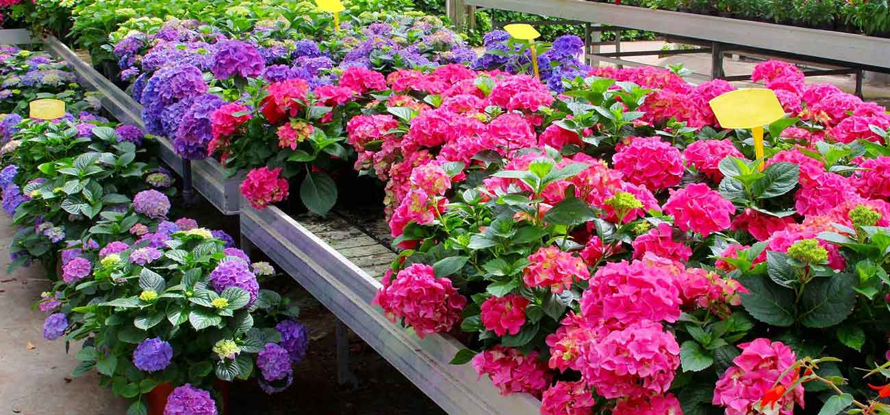 Flowers for sale at a Kaw Valley retail store